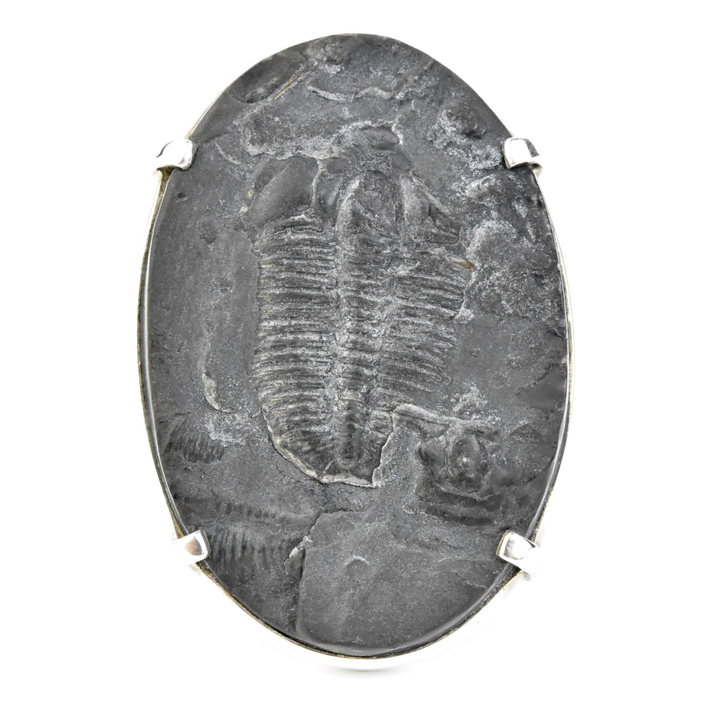 Fossilized Trilobite Ring in Sterling Silver - Goldmakers Fine Jewelry