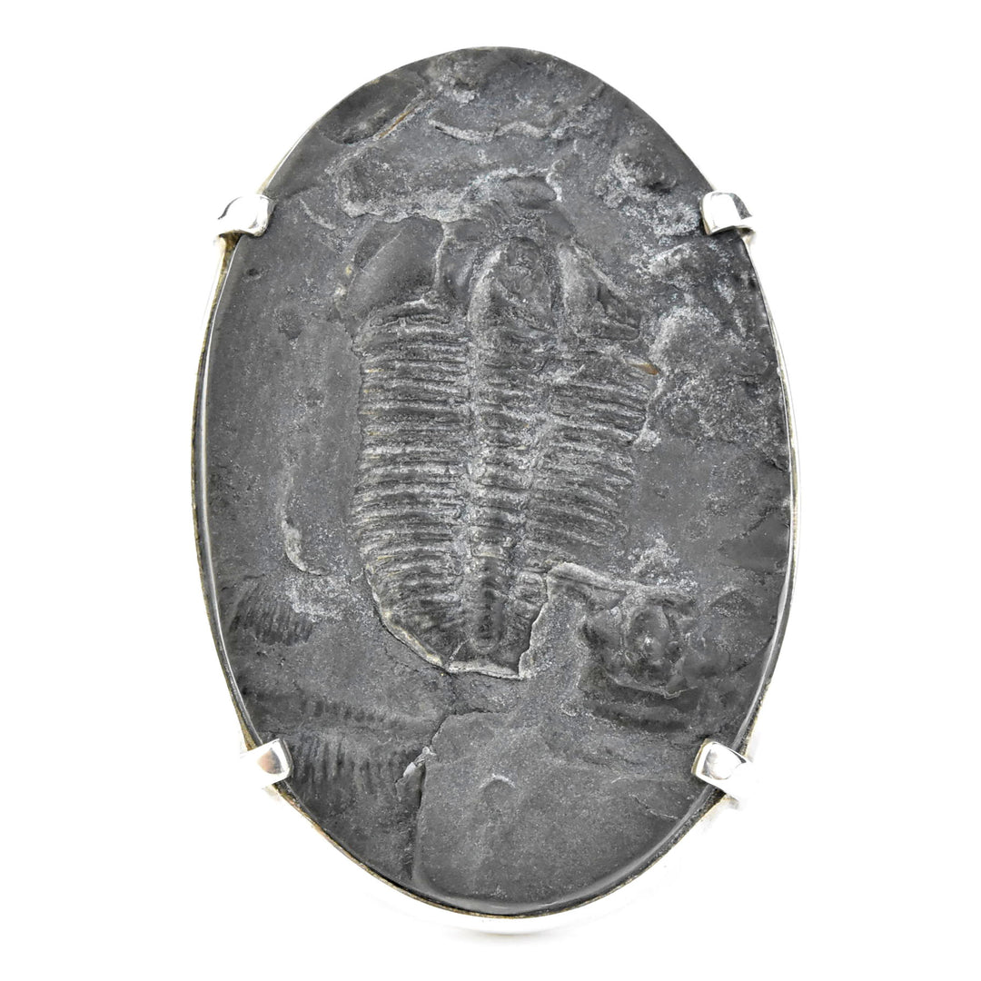 Fossilized Trilobite Ring in Sterling Silver - Goldmakers Fine Jewelry