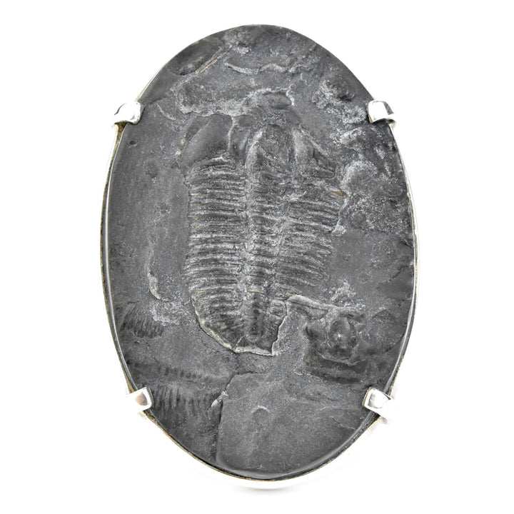 Fossilized Trilobite Ring in Sterling Silver - Goldmakers Fine Jewelry